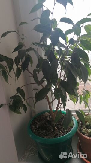 Продаю комнатные цветы