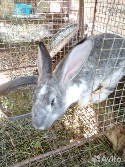 Крольчихи (крупные) и крольчиха уже с кроликами