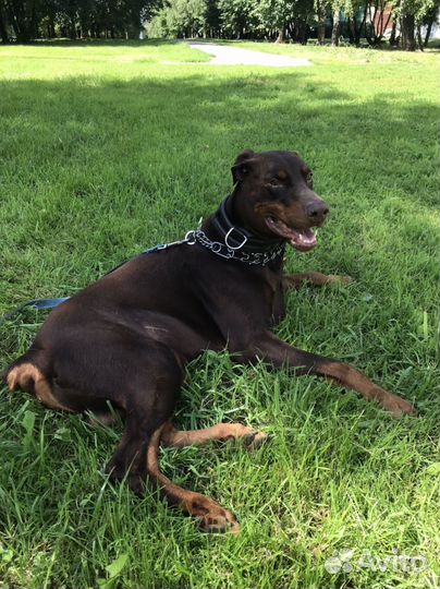 Передержка собак