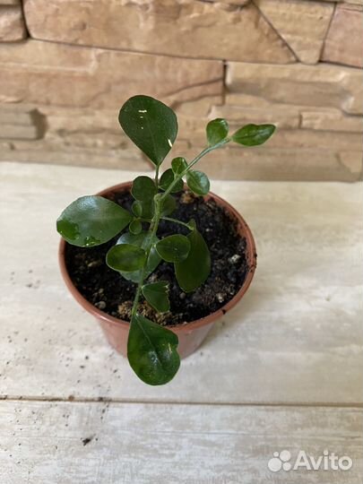 Муррайя карликовая