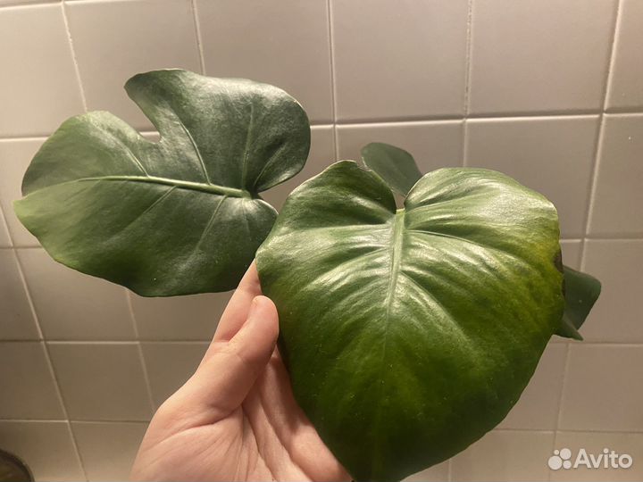 Комнатные цветы монстера