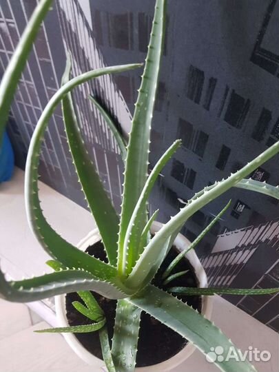 Алоэ лечебный, Алоэ вера