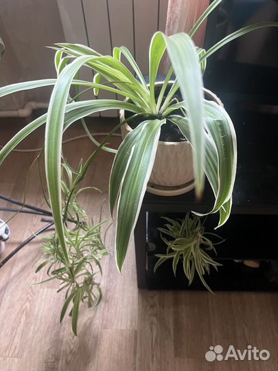 Комнатный цветок хлорофитум с горшком