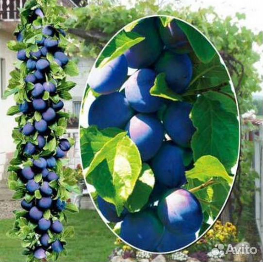 Слива колоновидная саженцы