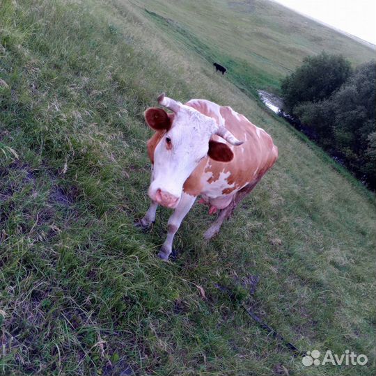 Корова дойная