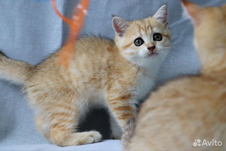 Шотландский золотой мальчик ny 24