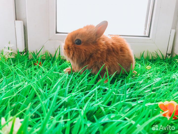 Кролик карликовый мини - редкий очень