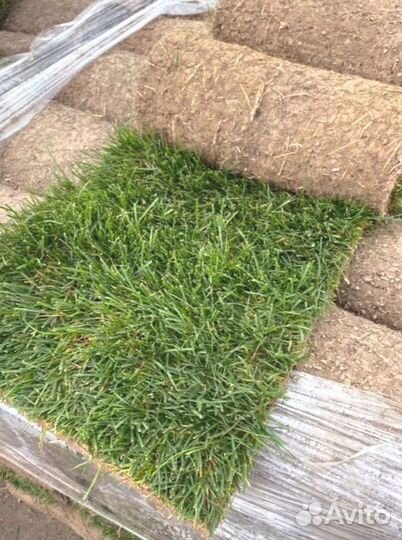 Рулонный газон