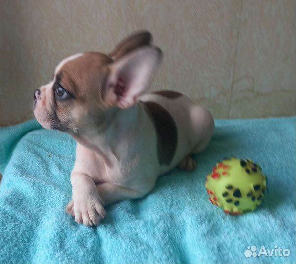 Французский бульдог щенки