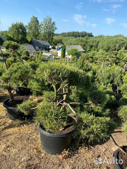 Растения на штамбе