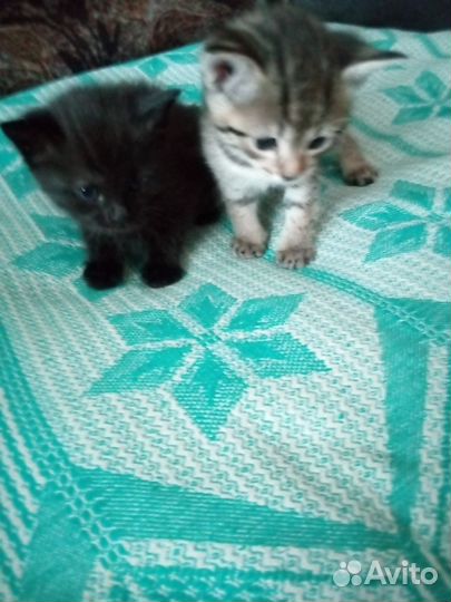 Котята в добрые руки две девочки и один мальчик