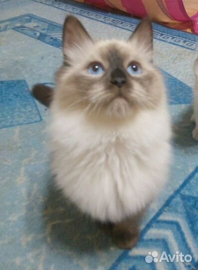 Породные детки