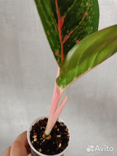 Аглаонема Чили ред