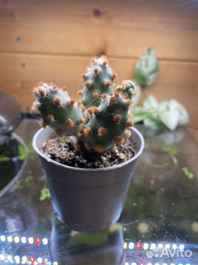 Кактус тефрокактус