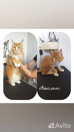 Стрижка собак и кошек