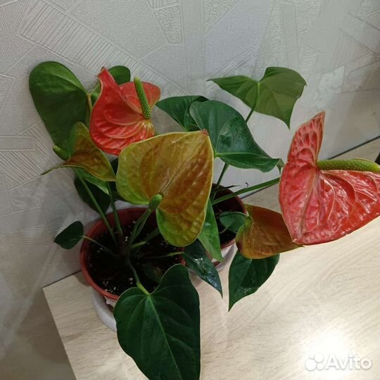 Антуриум оранжево зеленый Карма оранж