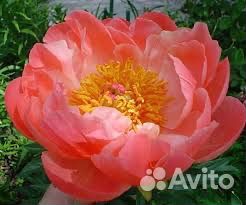 Пионы сортовые в горшках