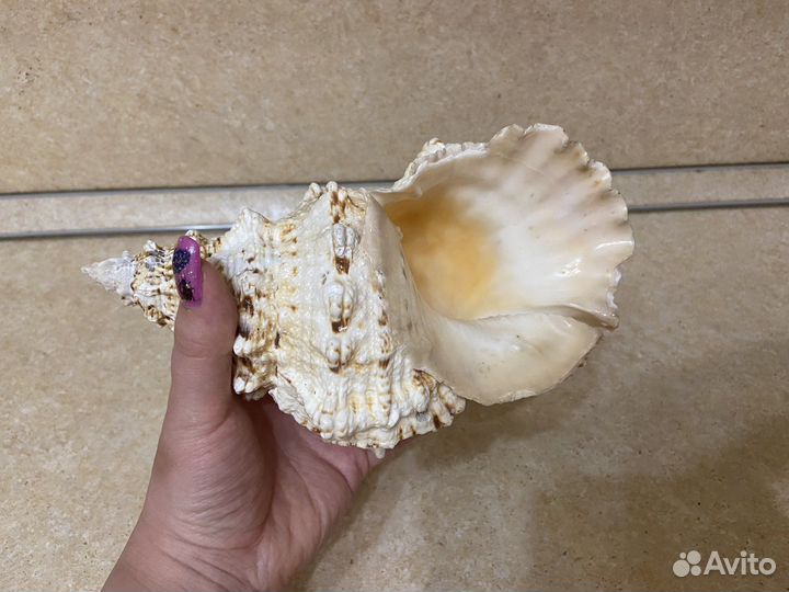 Коралл балянус