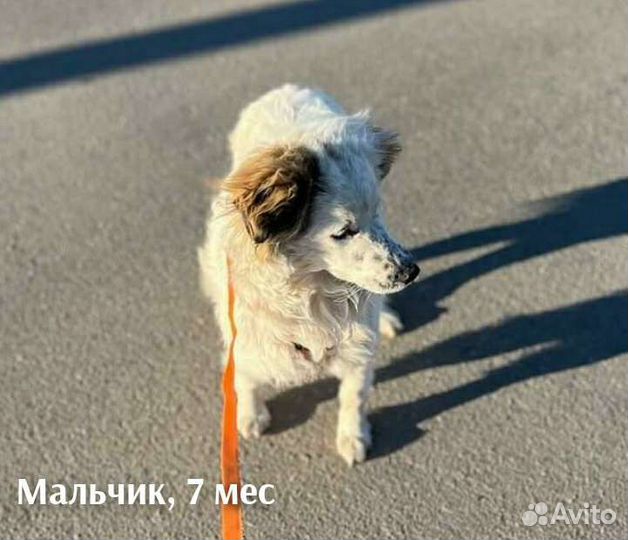 Очаровательный мальчик, 7 мес, ищет семью