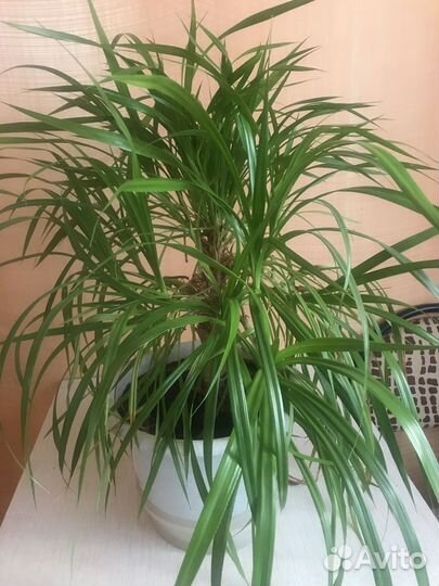 Пальма панданус