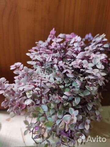 Каллизия розовая пантера (Pink Panther)