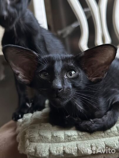 Кошечка в экстримальном типе