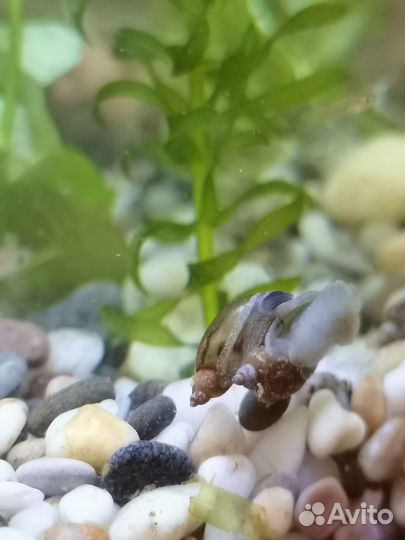 Самец меченосец, улитки Покемоны