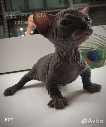 Двэльф котенок