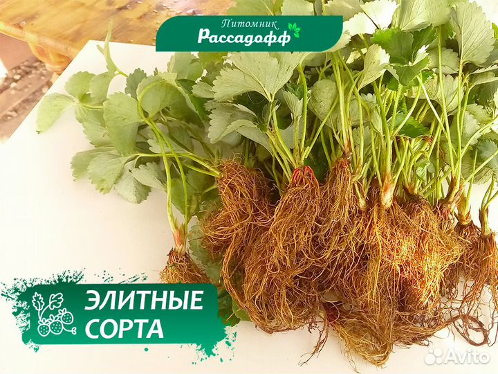 Рассада клубники фриго. Крупная. сладкая ягода