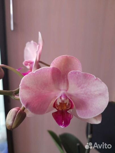 Орхидея Хазард