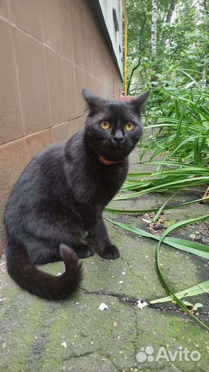 Котик ищет дом