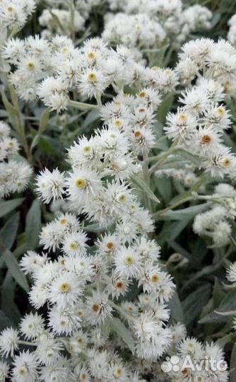 Многолетние цветы для дачи анафалис жемчужный