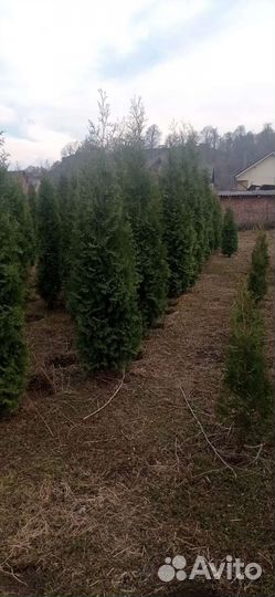 Туя колумна3