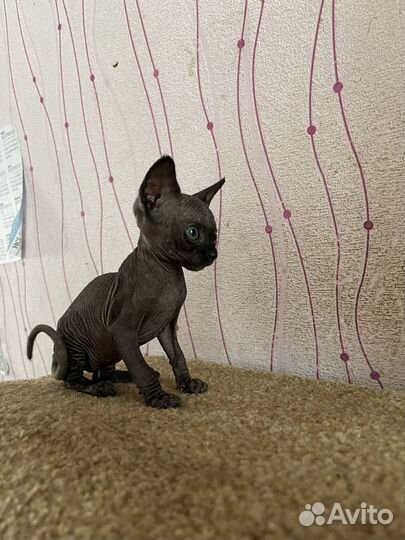 Сфинкс котенок девочка