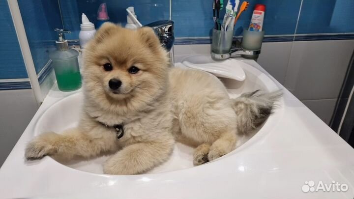 Вязка собак шпиц