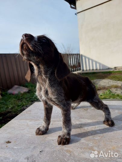 Щенки дратхаара