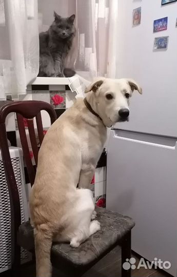 Собака в добрые руки