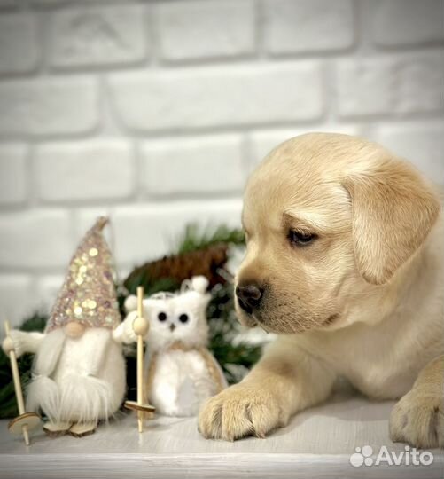 Щенки лабрадора