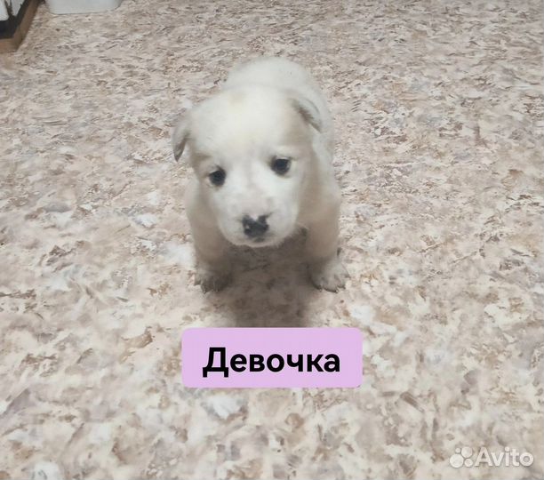 Щенки в добрые руки