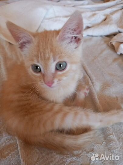 Котенок в дар бесплатно