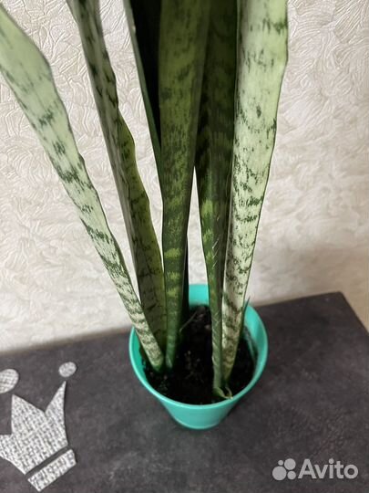 Сансевиерия Гиацинтовая