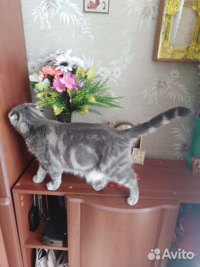 Шотландская кошка