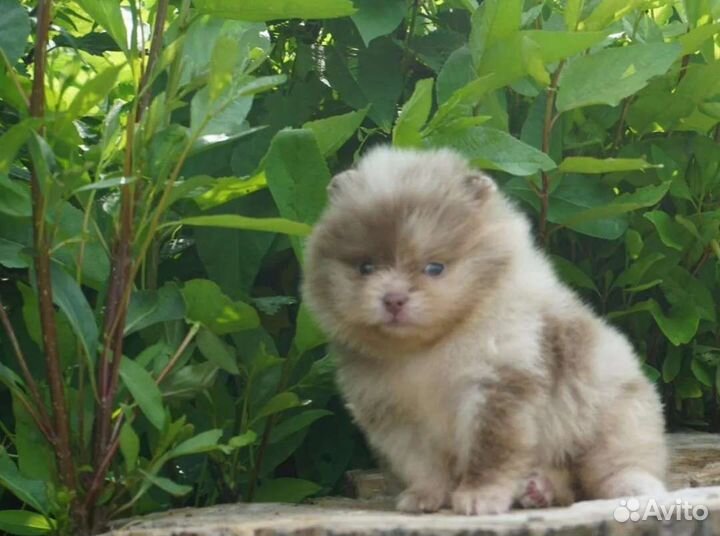 Красотка лиловый мерле