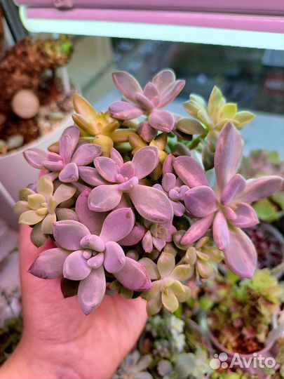 Букет из суккулентов