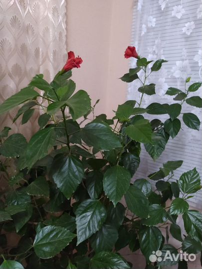 Китайская роза