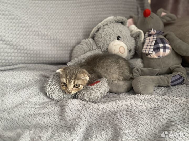 Вислоухий котенок
