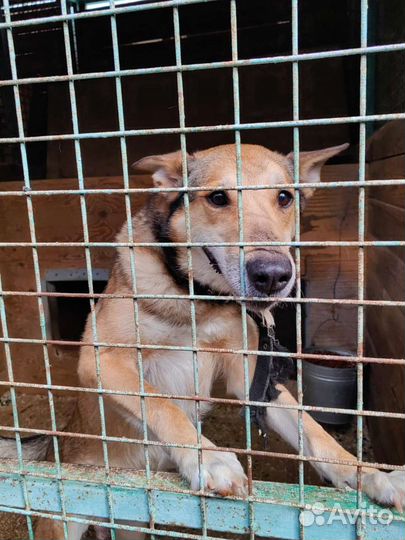 Молодая собака из приюта с невероятными ушами