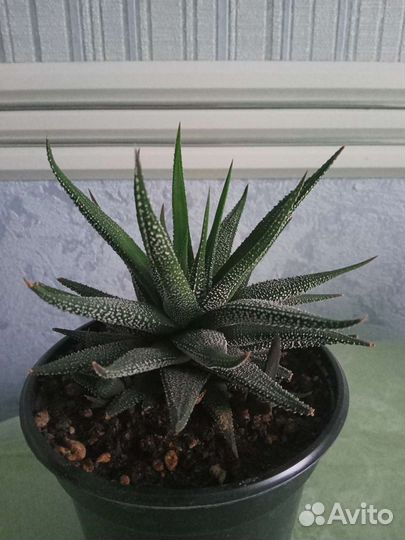 Хавортия жемчужная, саккулент