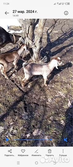 Нубийские козочки девочки