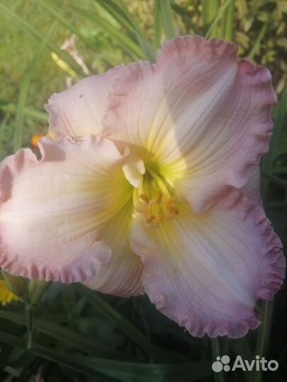 Лилейник сортовой